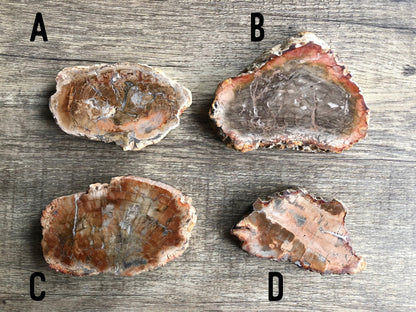 Pictured are various slabs of petrified wood.
