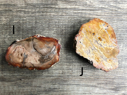 Pictured are various slabs of petrified wood.