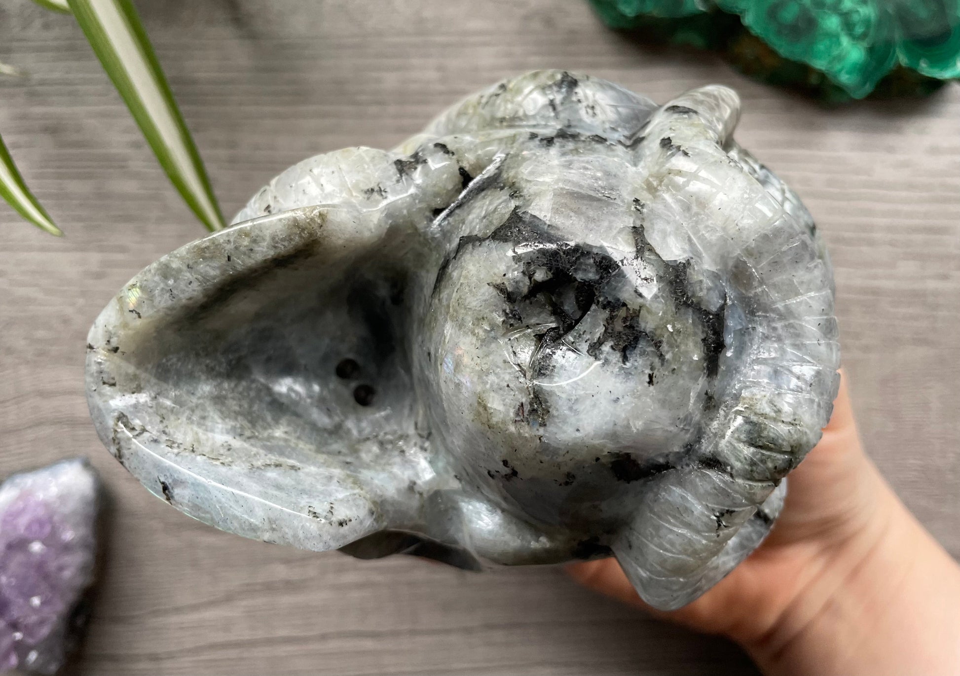 Pictured is a large skull carved out of labradorite with a carved snake wrapped around it.