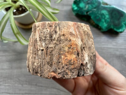 Pictured is a stump of petrified wood.