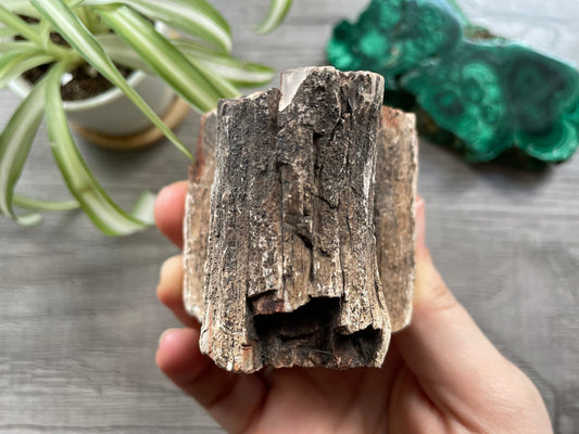 Pictured is a stump of petrified wood.